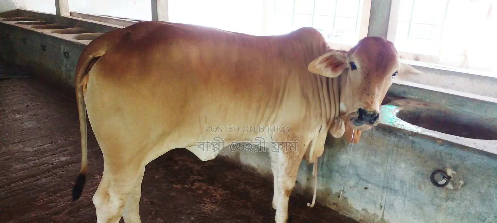 ৯৯১নং উন্নত জাতের বকনা বিক্রয় হবে।