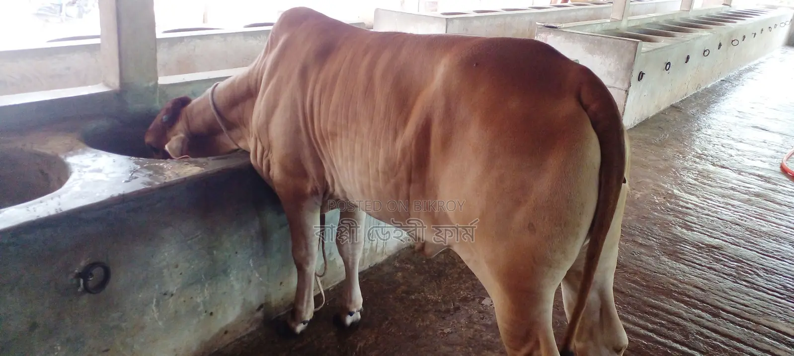 ৯৯১নং উন্নত জাতের বকনা বিক্রয় হবে।