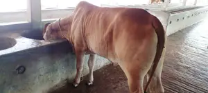৯৯১নং উন্নত জাতের বকনা বিক্রয় হবে।