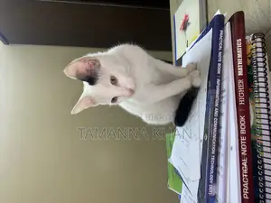 Mixed breed male cat