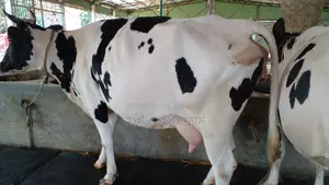 High-Quality Cow for Sale at an Affordable Price