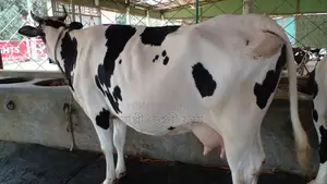 High-Quality Cow for Sale at an Affordable Price