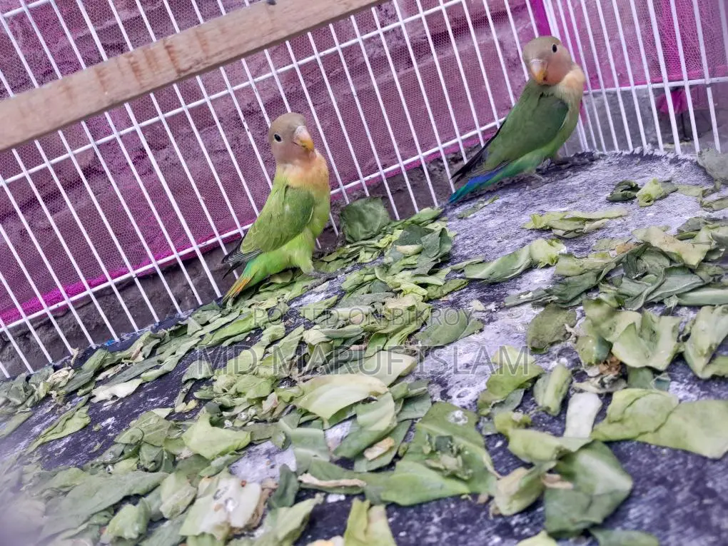 Bird For Sell