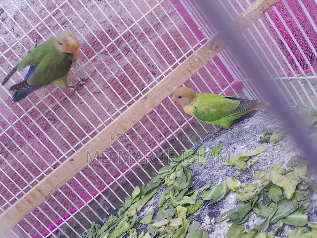Bird For Sell