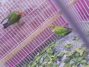 Bird For Sell