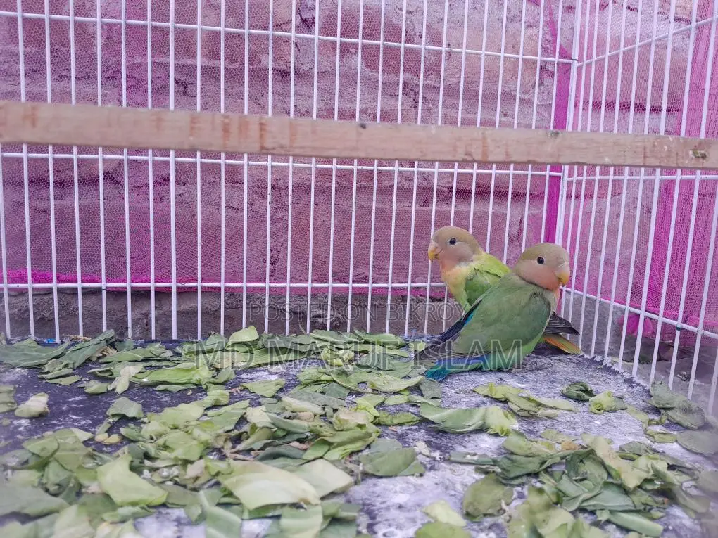 Bird For Sell