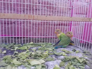 Bird For Sell