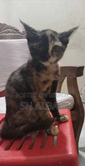 Cat for Sale