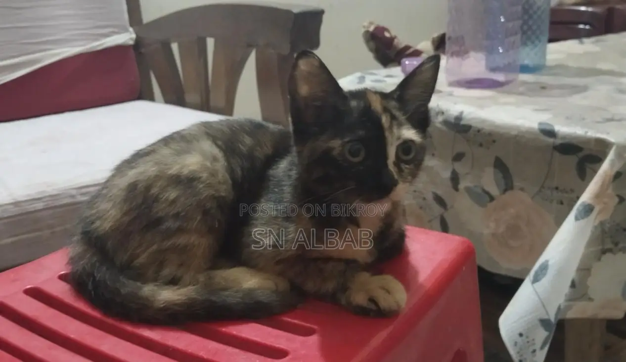 Cat for Sale