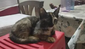 Cat for Sale