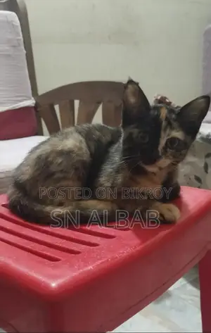 Cat for Sale