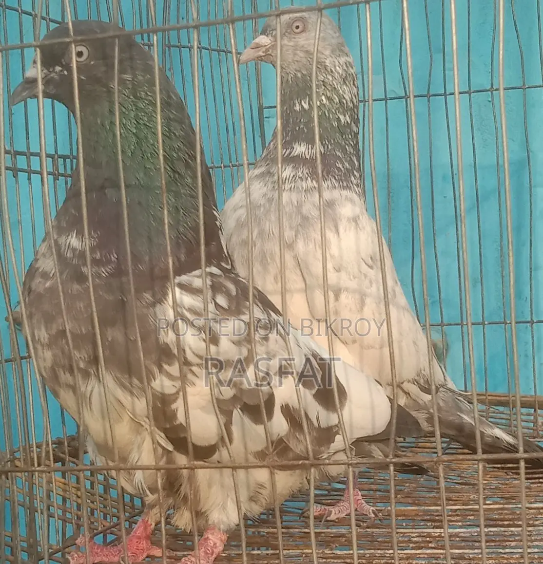 Pigeons for sale