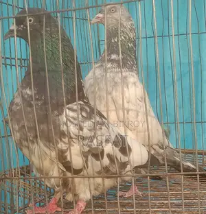 কবুতর বিক্রি হবে