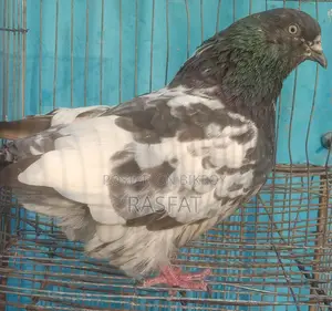 Pigeons for sale