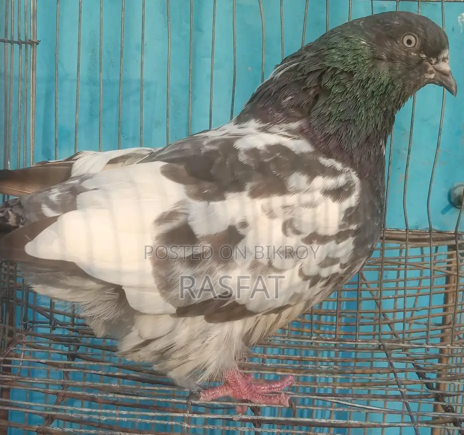 Pigeons for sale