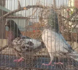 Pigeons for sale