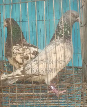 Pigeons for sale