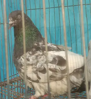 Pigeons for sale