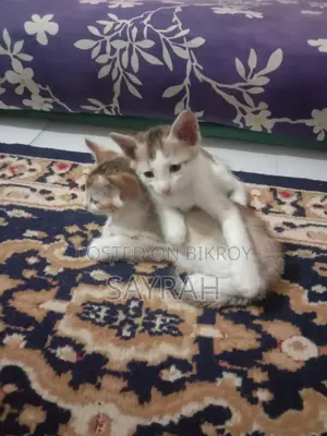 Cat For Adoption