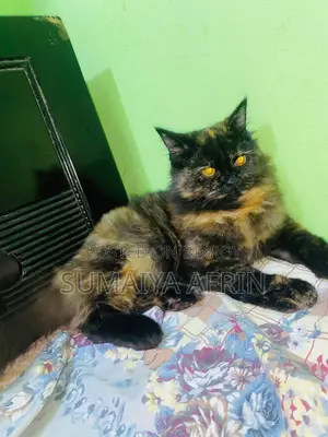 Cat for sale