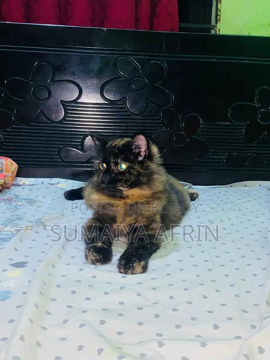Cat for sale