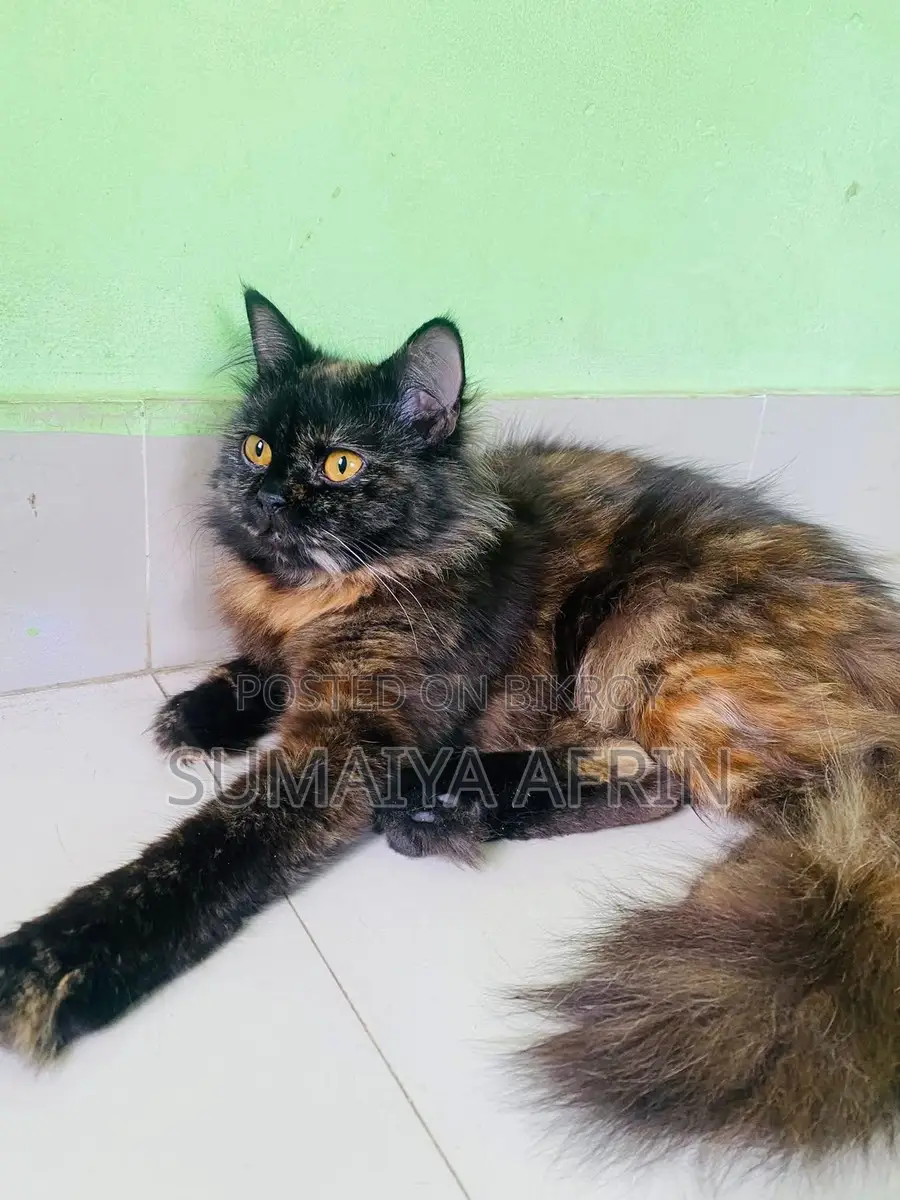 Cat for sale