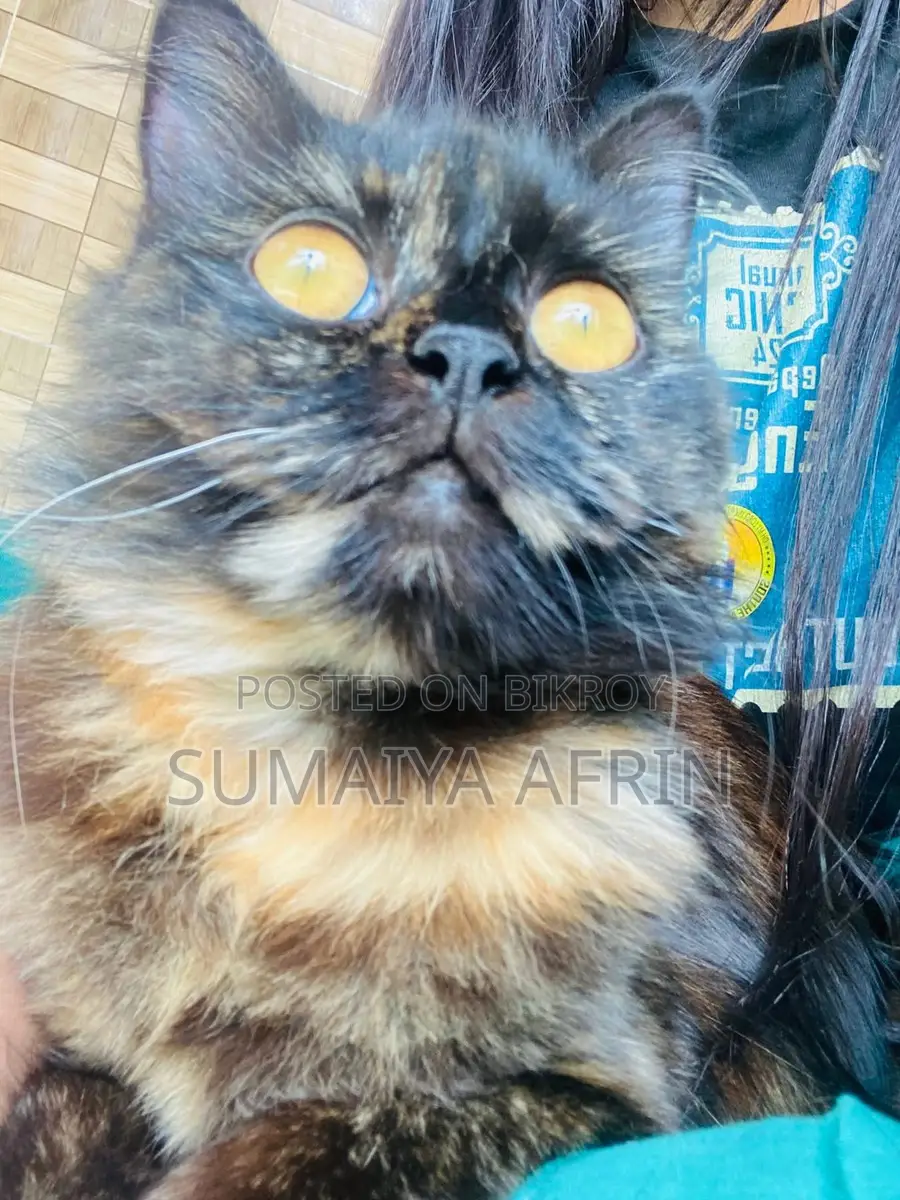 Cat for sale
