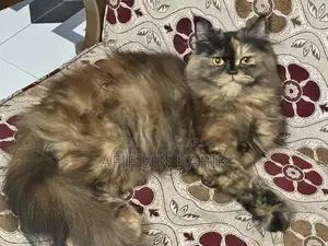Adult Female Persian Cat