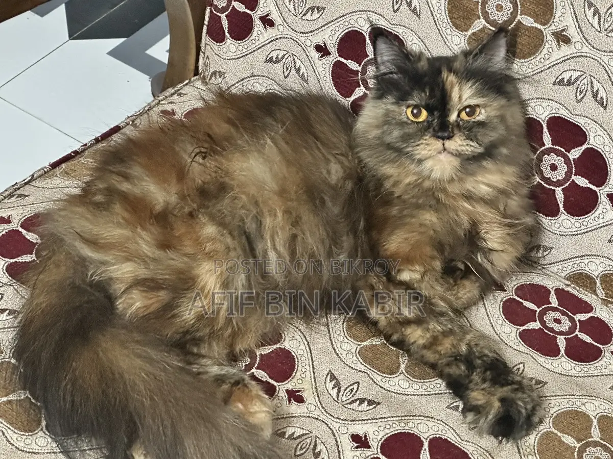 Adult Female Persian Cat