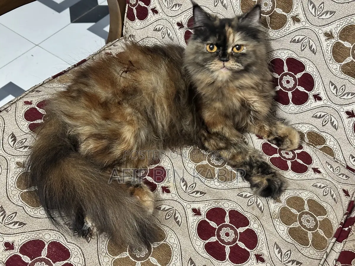 Adult Female Persian Cat