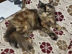 Adult Female Persian Cat
