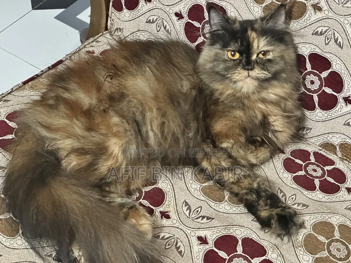 Adult Female Persian Cat