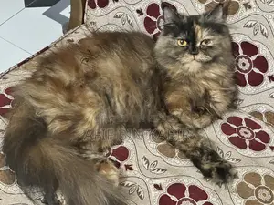 Adult Female Persian Cat