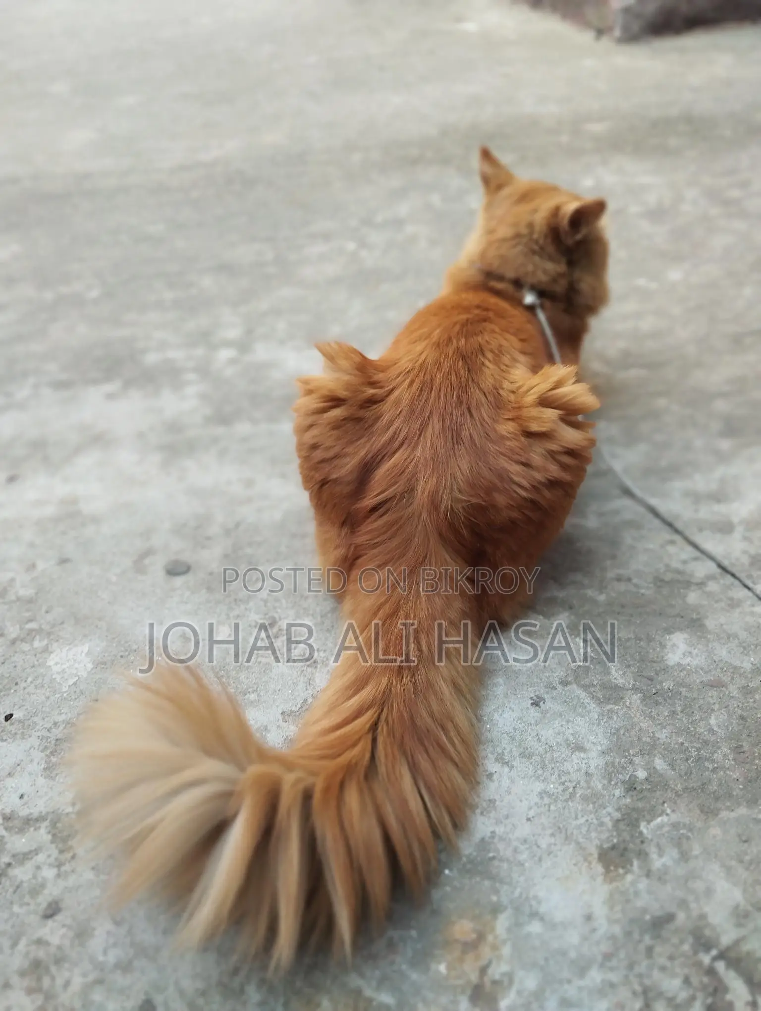 Cat For Sale