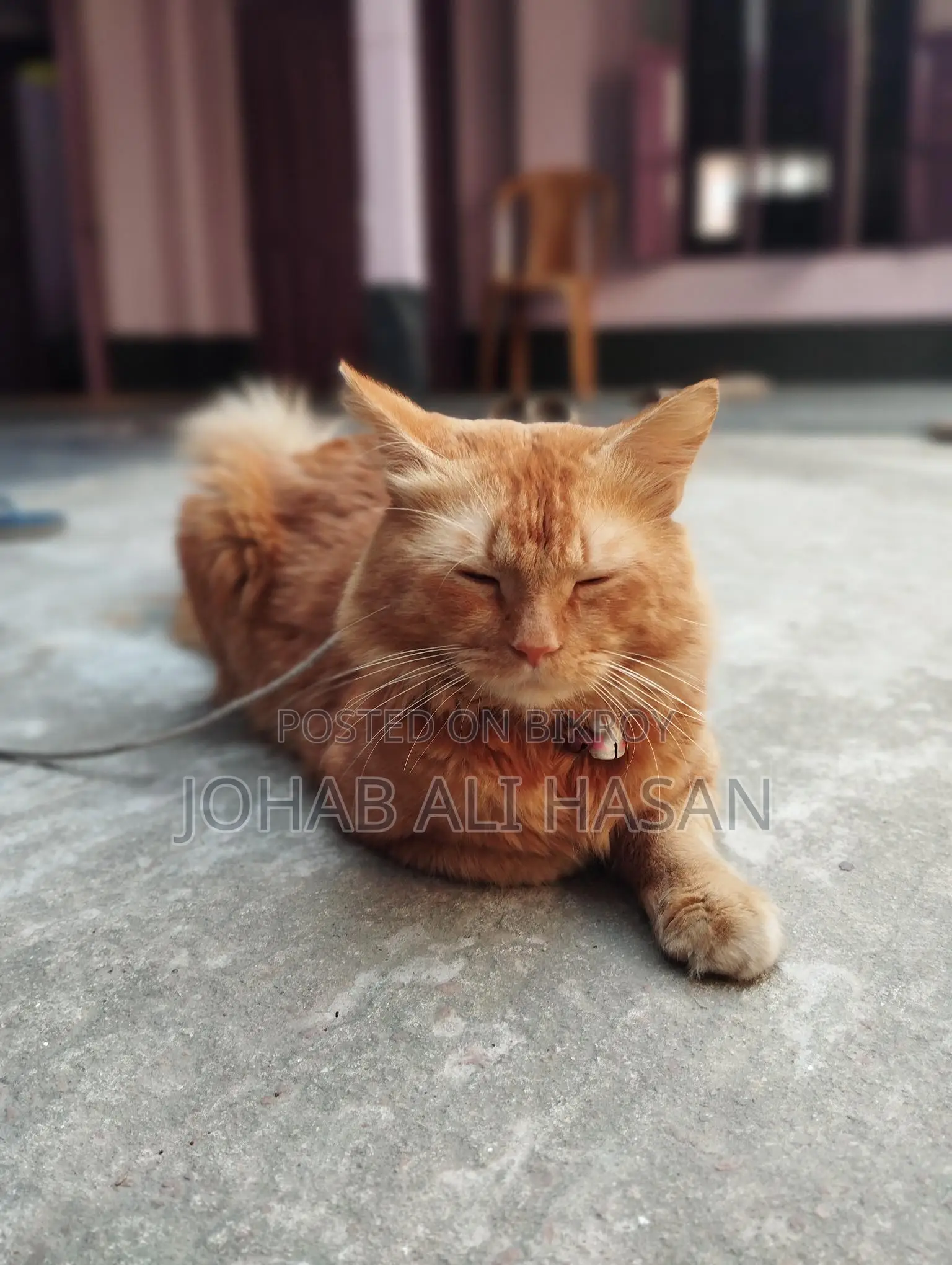 Cat For Sale