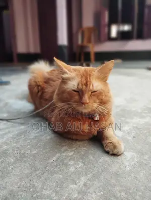 Cat For Sale
