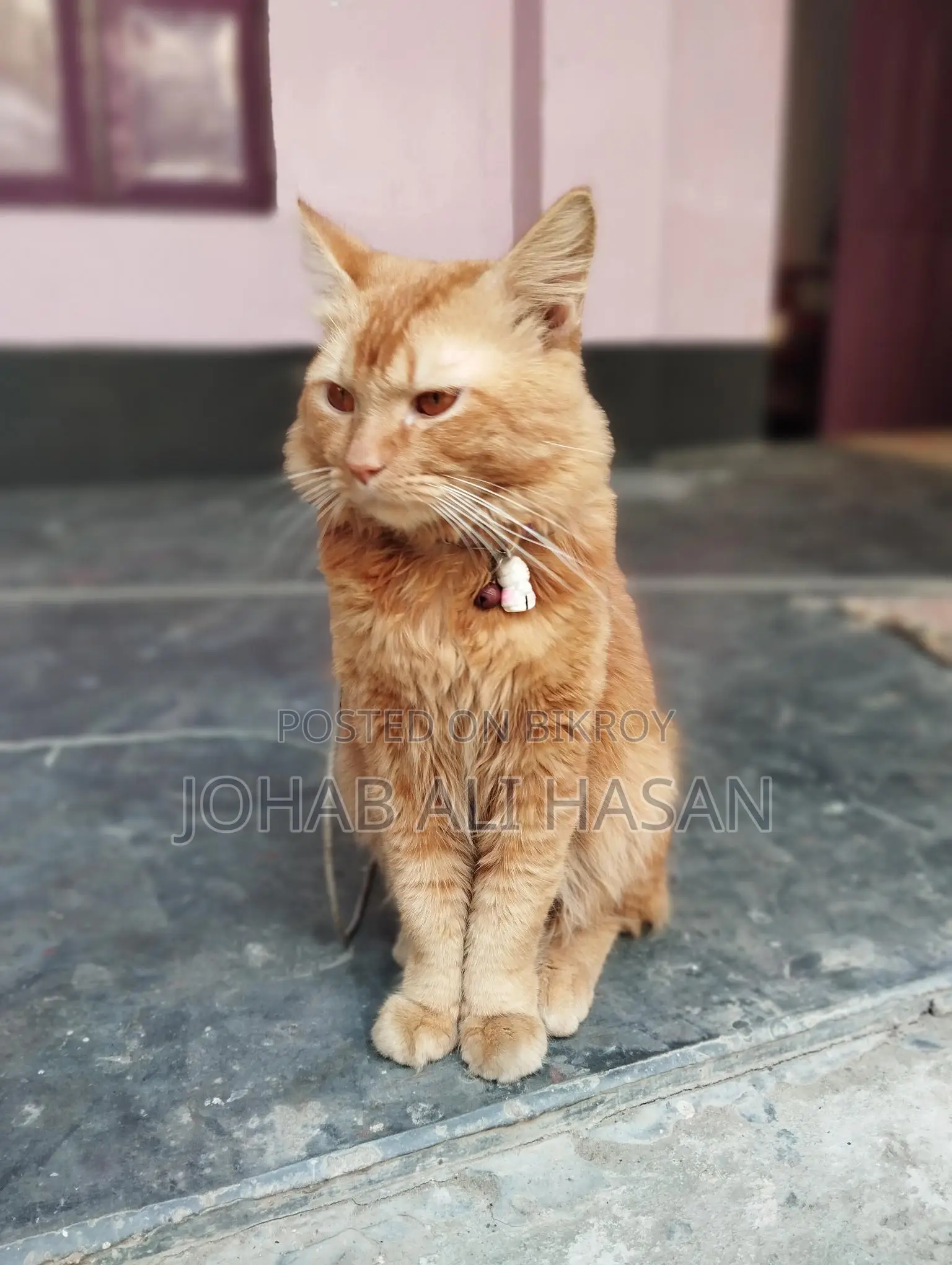 Cat For Sale