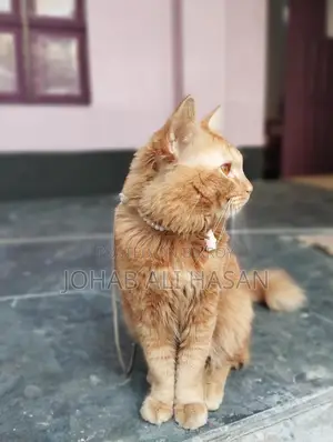 Cat For Sale