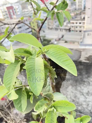 Mango, Guava, and 2 Lemon Trees (Total 4 Trees)