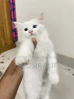 পার্সিয়ান মিক্সড বিড়ালছানা