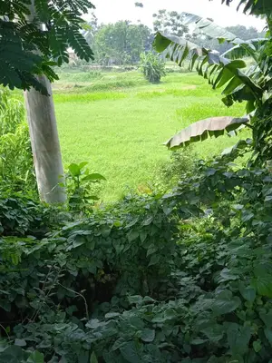 মিরেরবাজার টু সিলেট হাইওয়ে: ৪৫ শতাংশ স্বপ্নের জমি বিক্রয়
