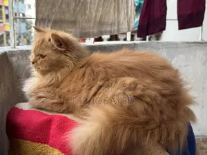 Persian Cat (male)