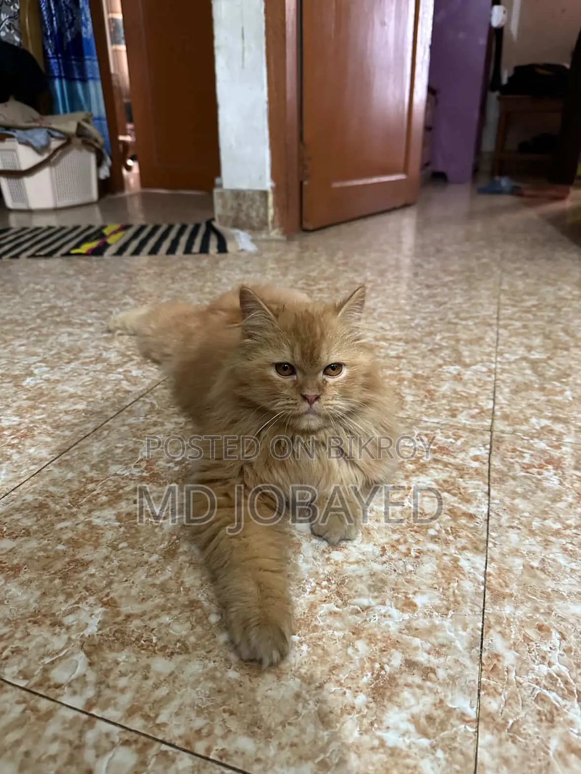 Persian Cat (male)