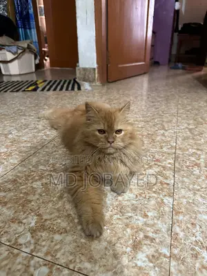 Persian Cat (male)