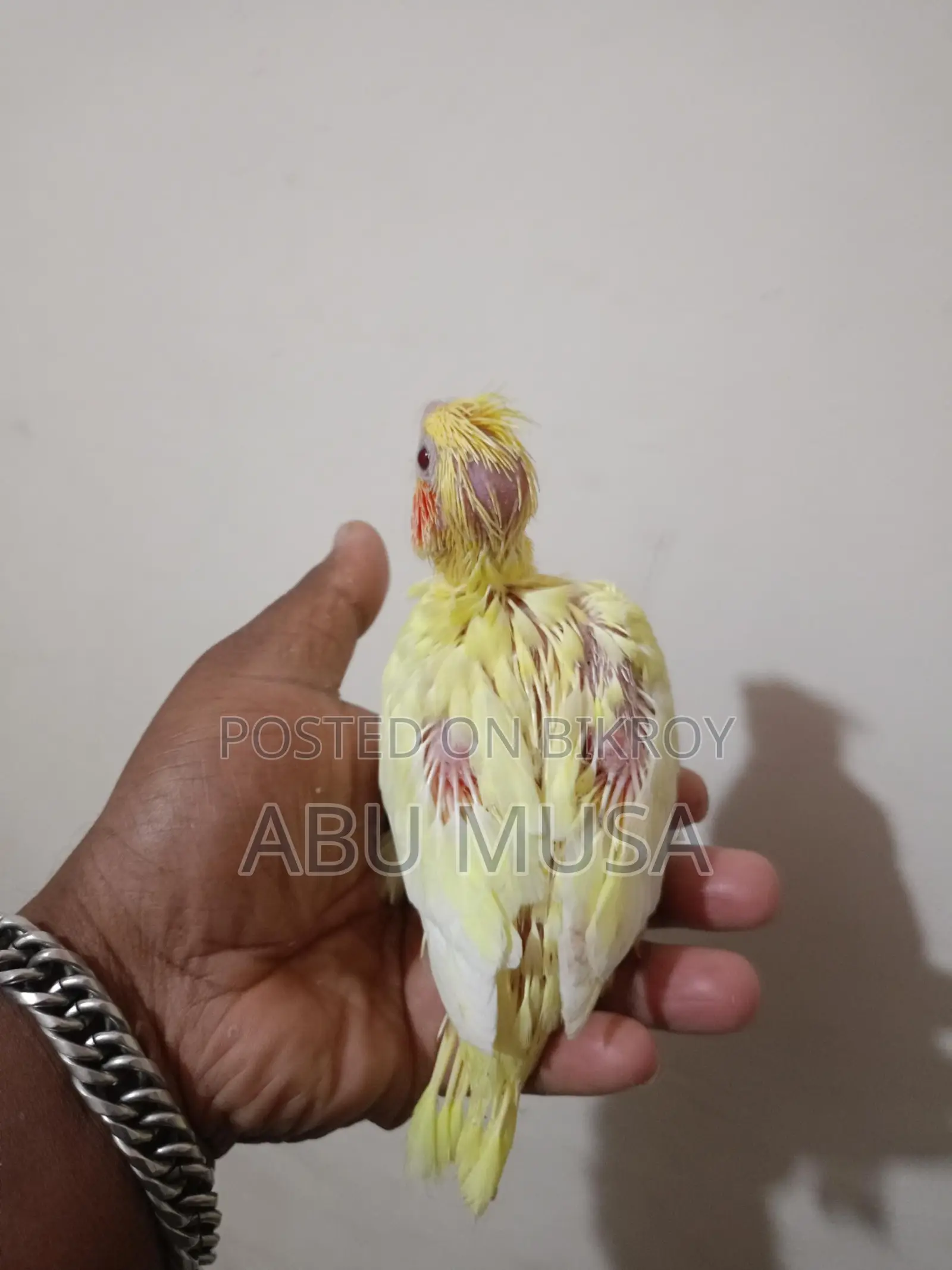 লুটিনো কোকাটুল