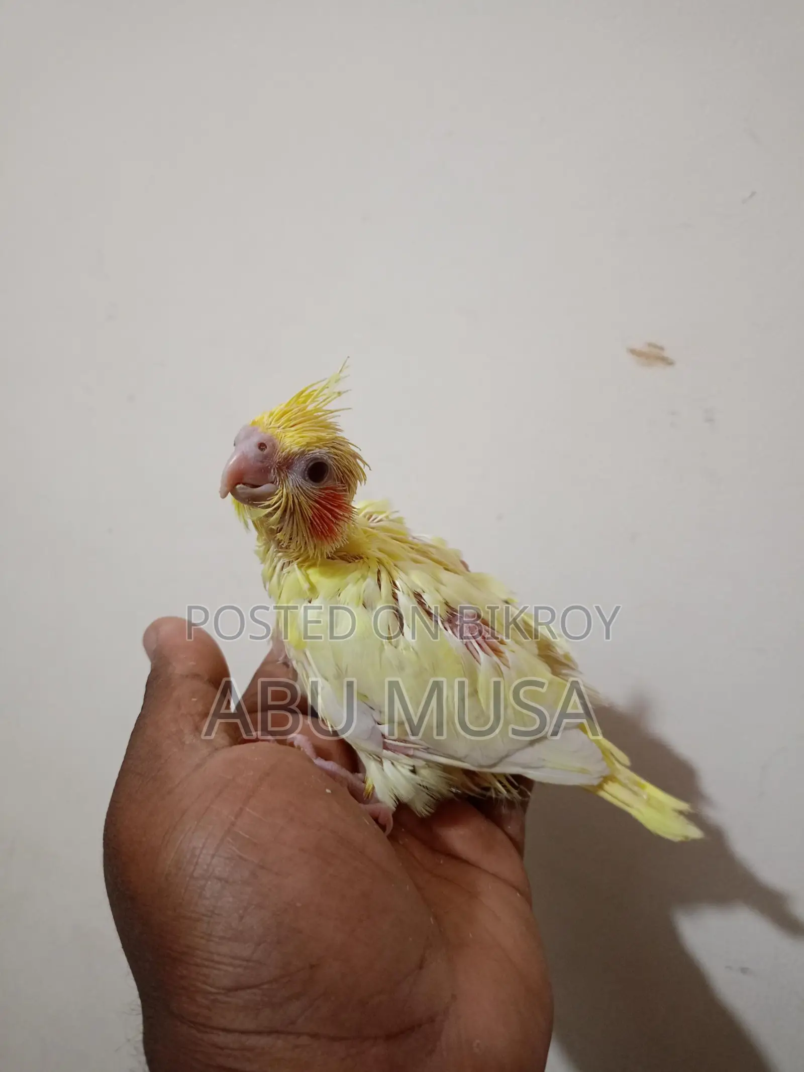লুটিনো কোকাটুল