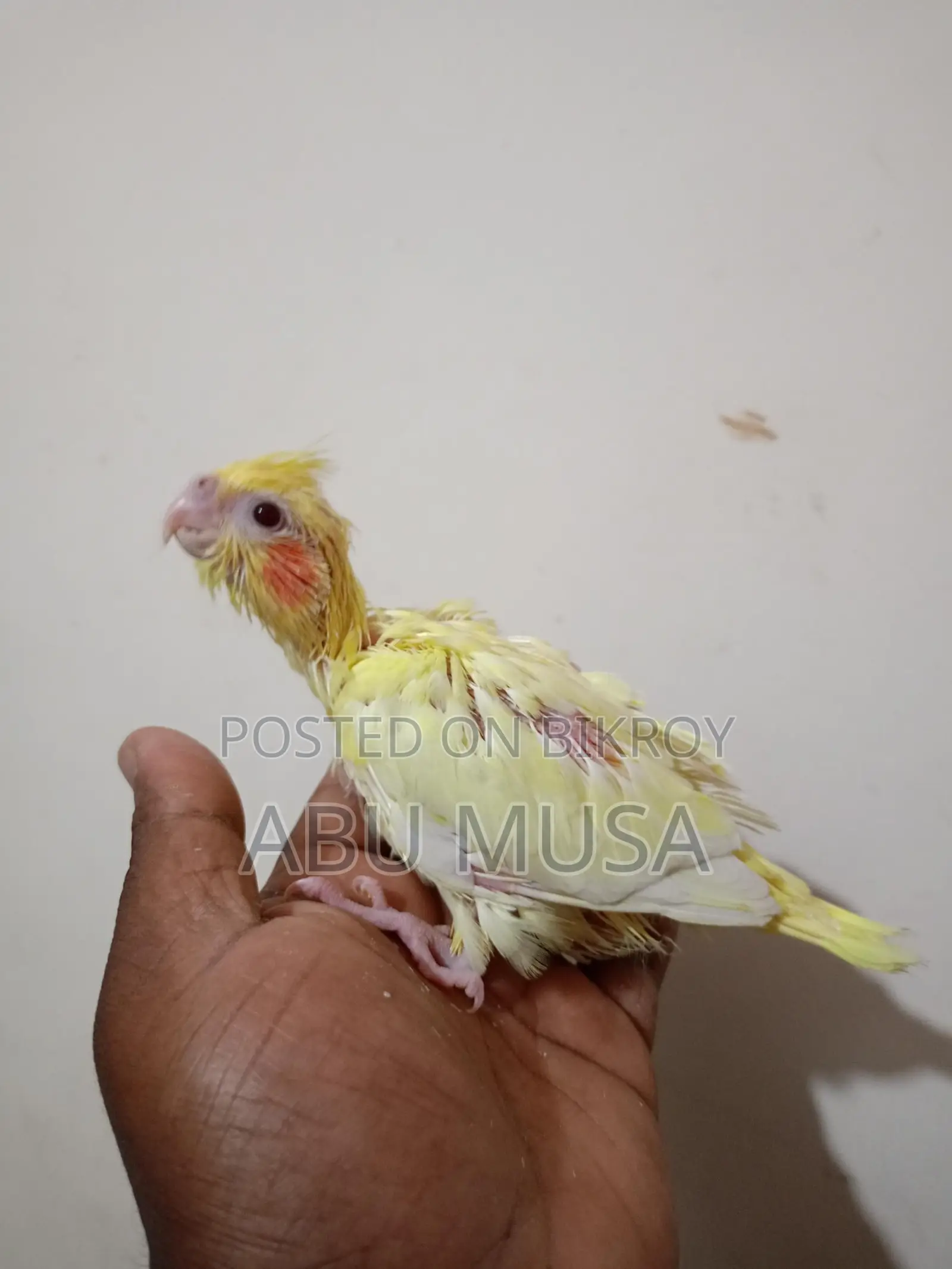 লুটিনো কোকাটুল