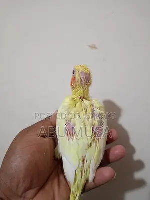 লুটিনো কোকাটুল