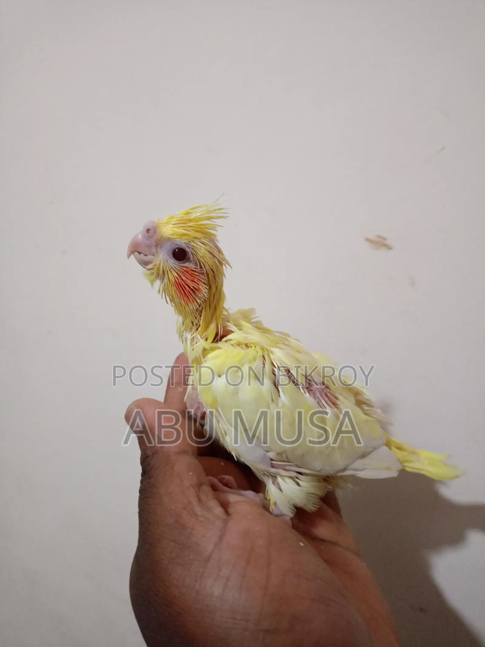 লুটিনো কোকাটুল