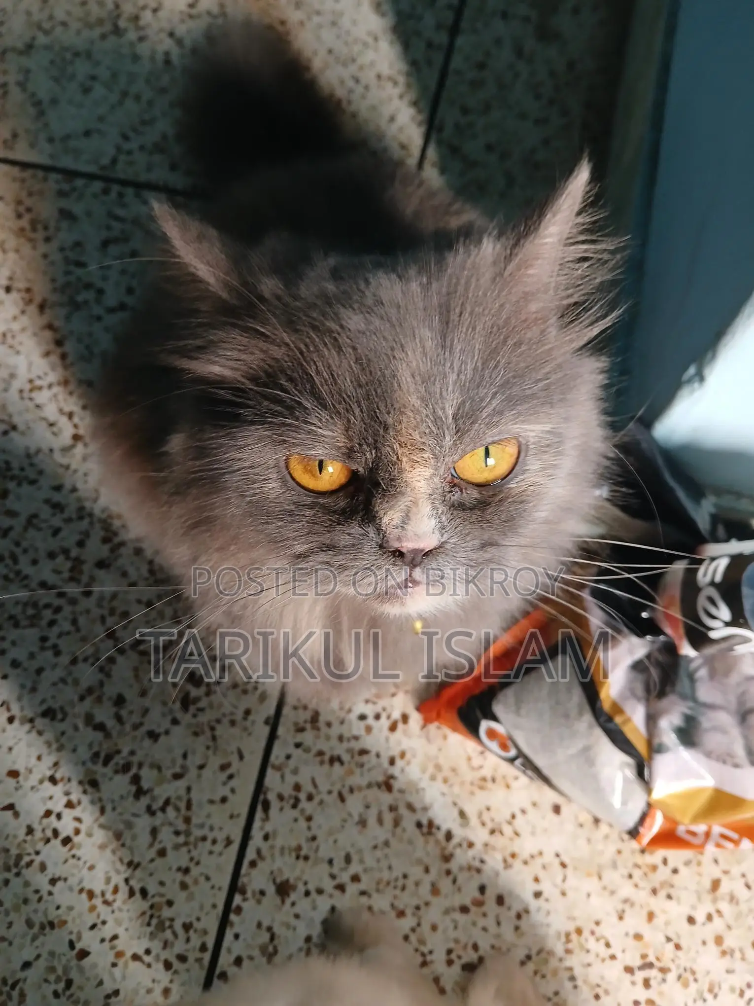 Pure Persian cat